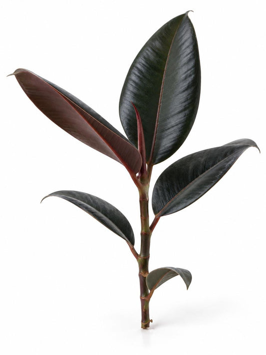 Ficus Elastica Burgundy cutting