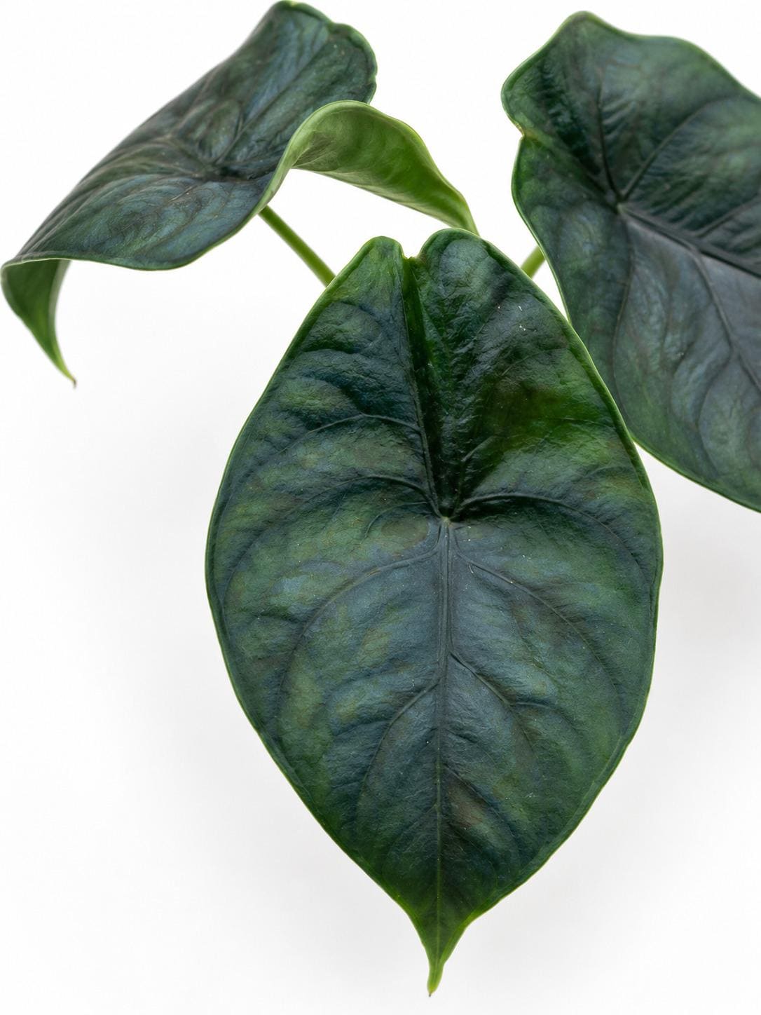 Alocasia Green Unicorn bulb photo 2
