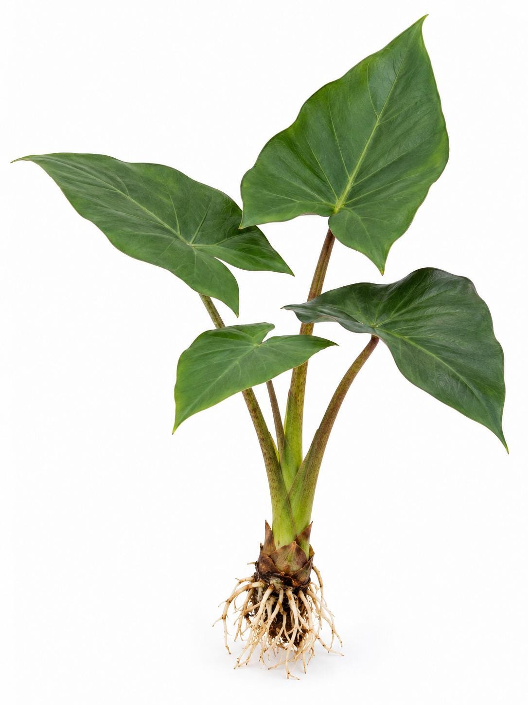 Alocasia Metalhead bulb