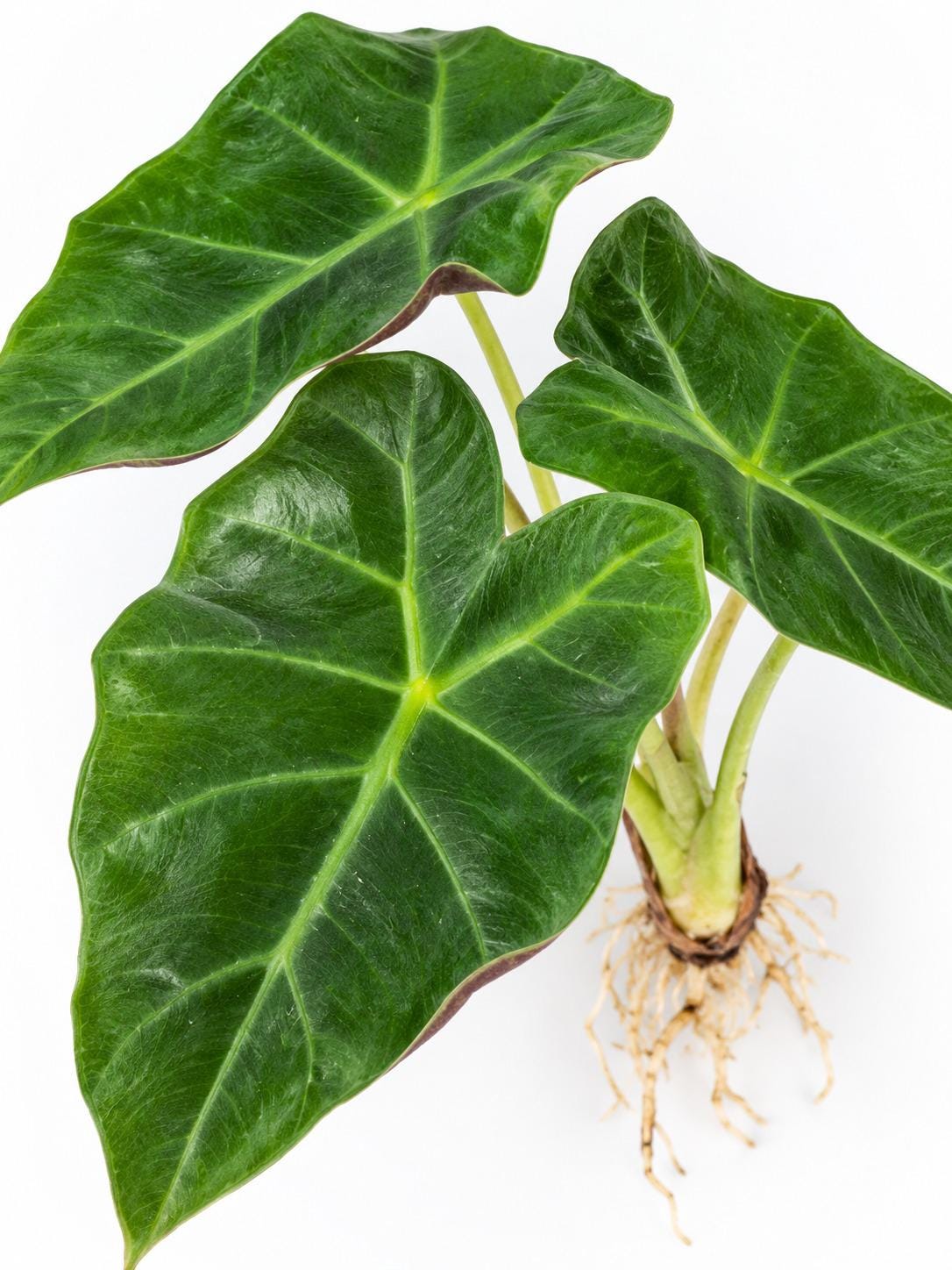 Alocasia Mayan Mask bulb photo 2