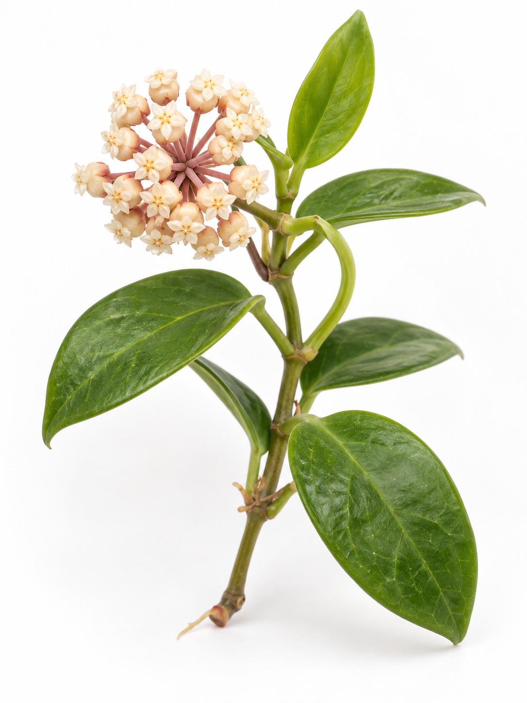 Hoya UT-073 cutting