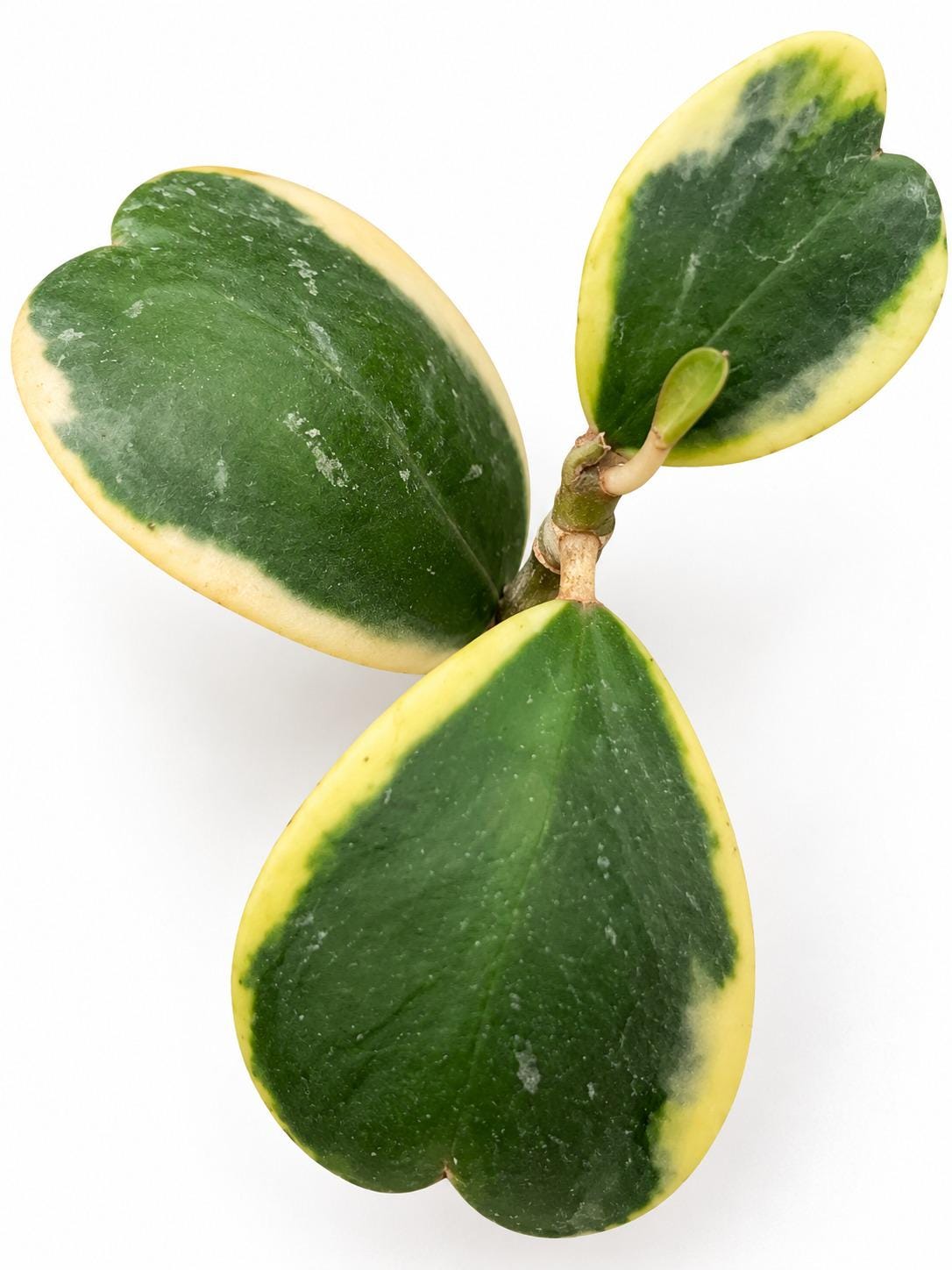 Hoya Kerrii Albomarginata cutting photo 2