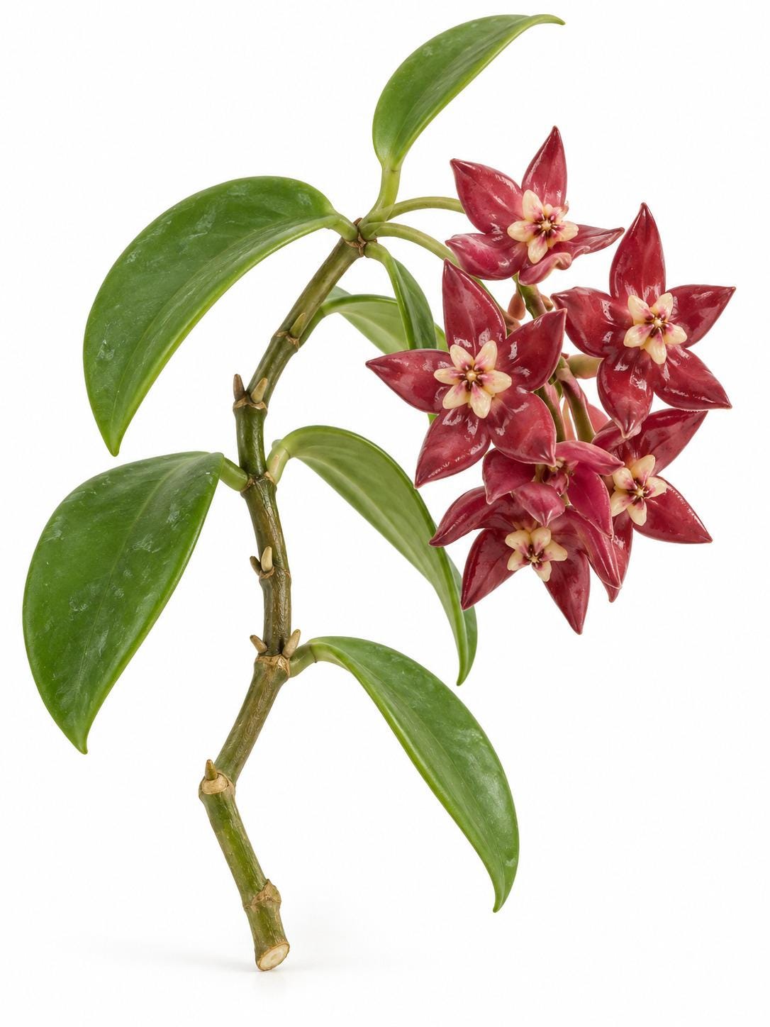 Hoya Imperialis Cutting – photo 2