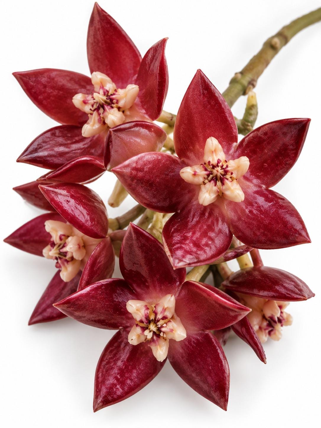 Hoya Imperialis Cutting – rare plant for sale