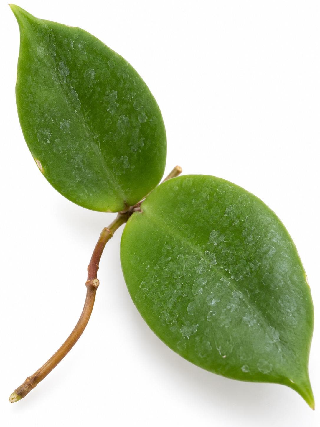 Hoya Incrassata Cutting – rare plant for sale