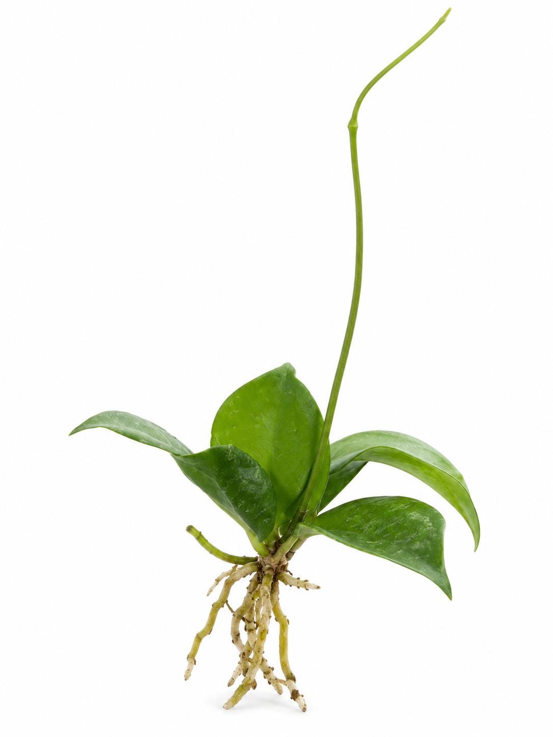 Hoya Blashernaezii cutting