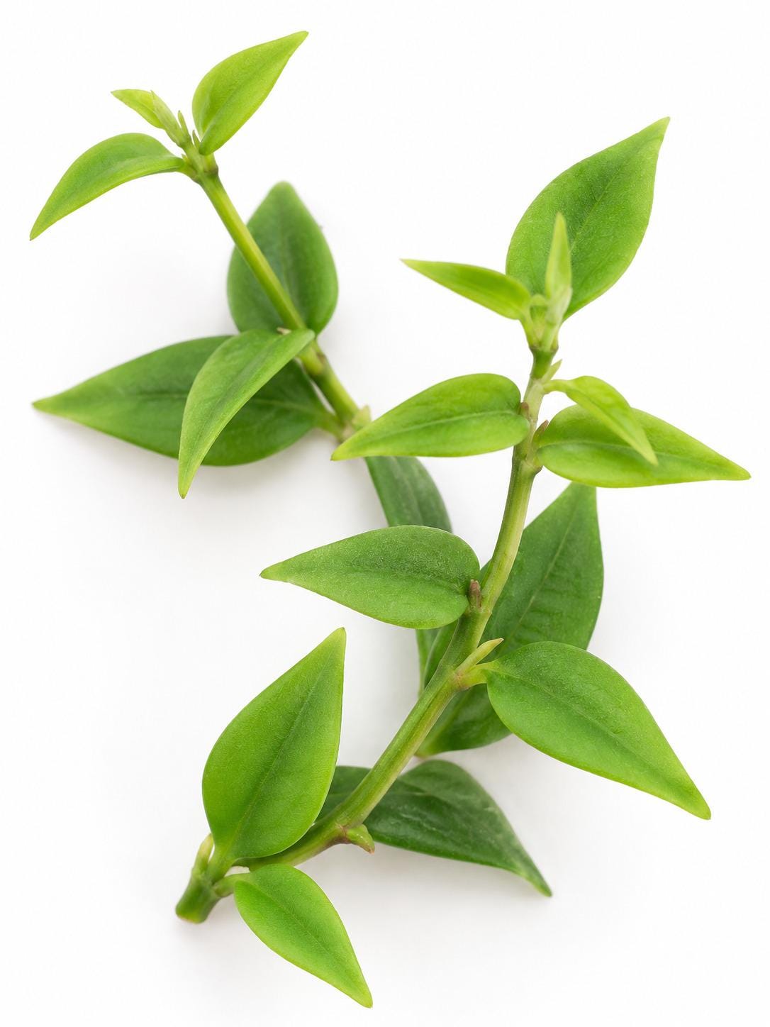 Hoya Lanceolata Subsp. Bella cutting photo 2