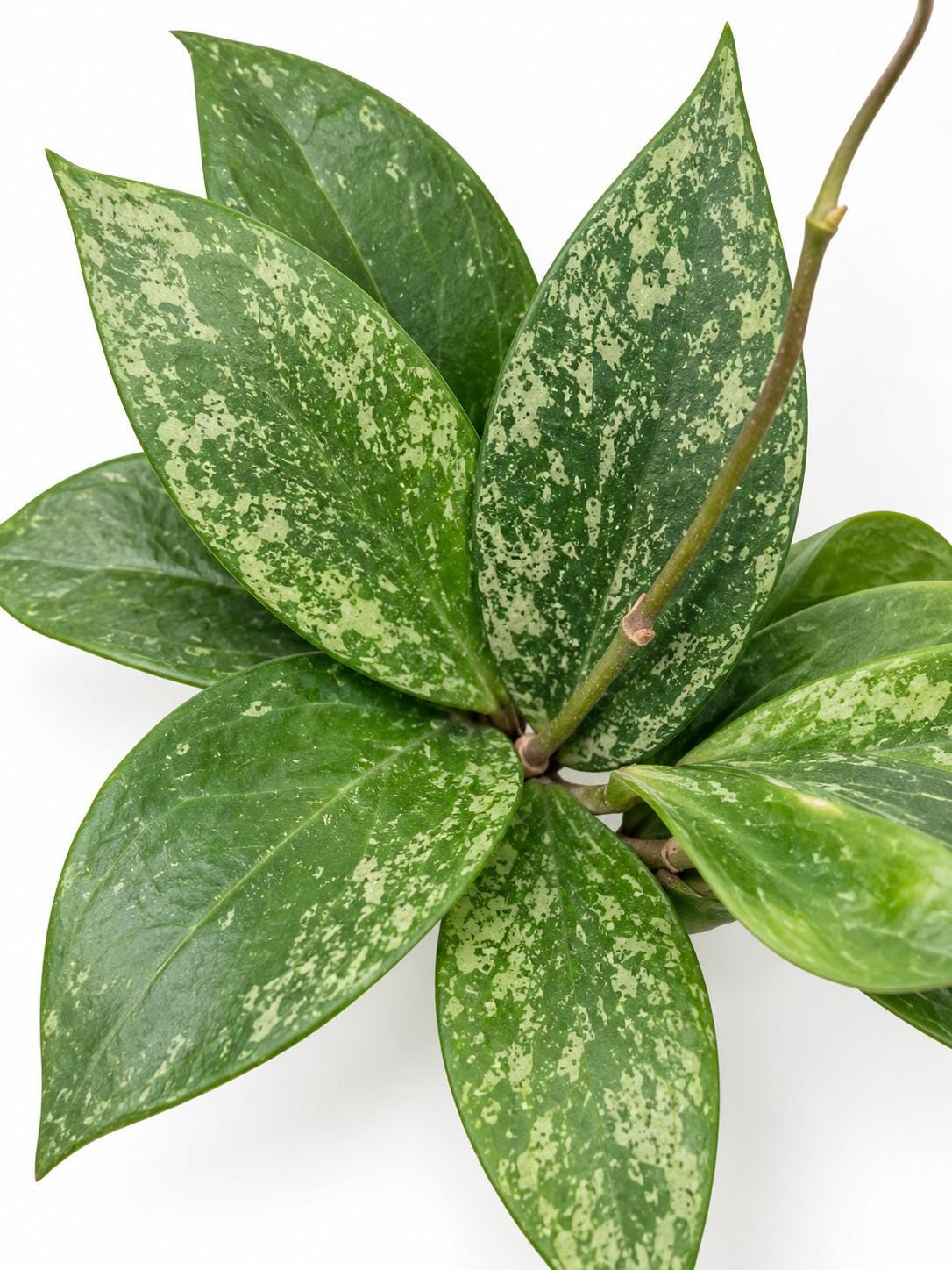 Hoya Latifolia Rangsan cutting photo 2