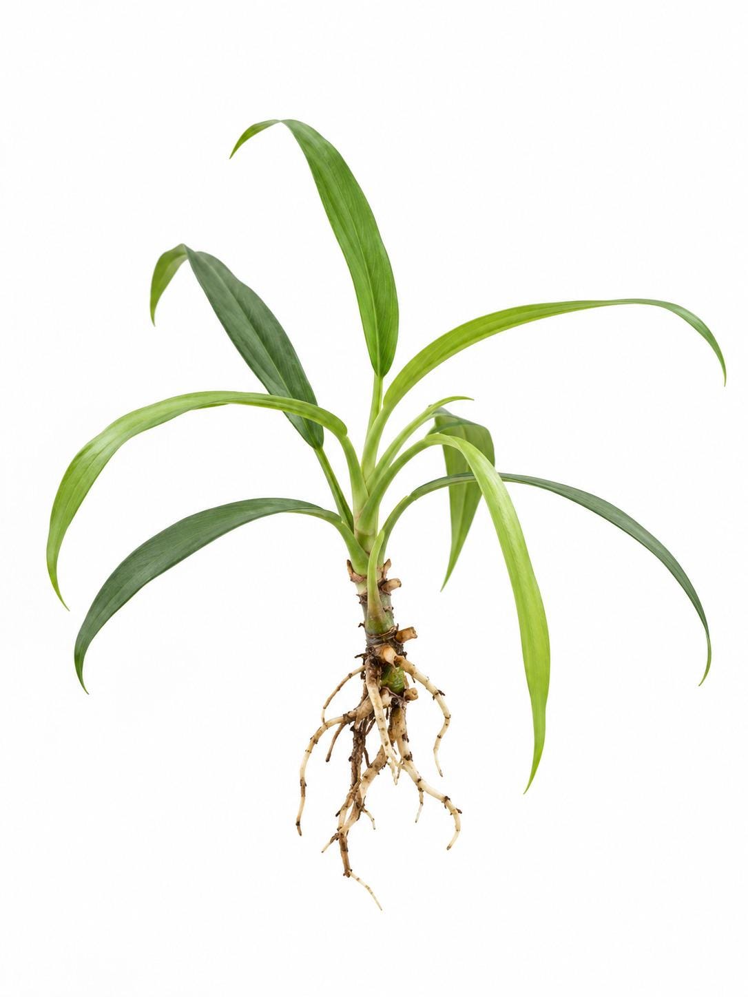 Philodendron Chinchamayense cutting