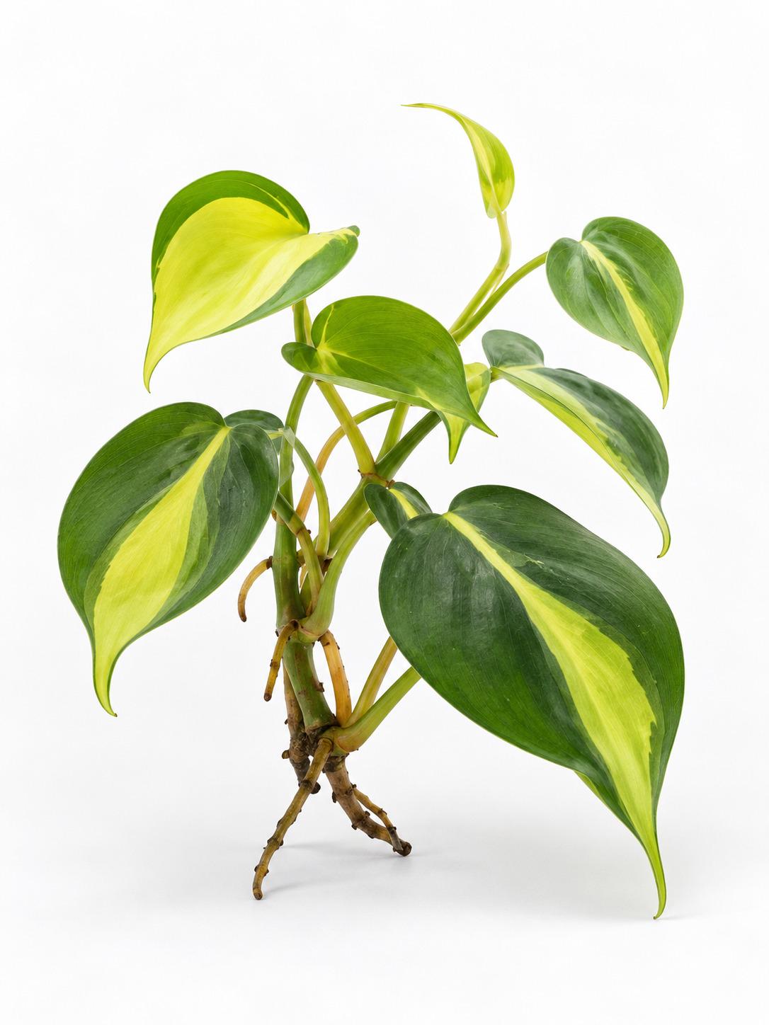 Philodendron Hederaceum Brasil cutting