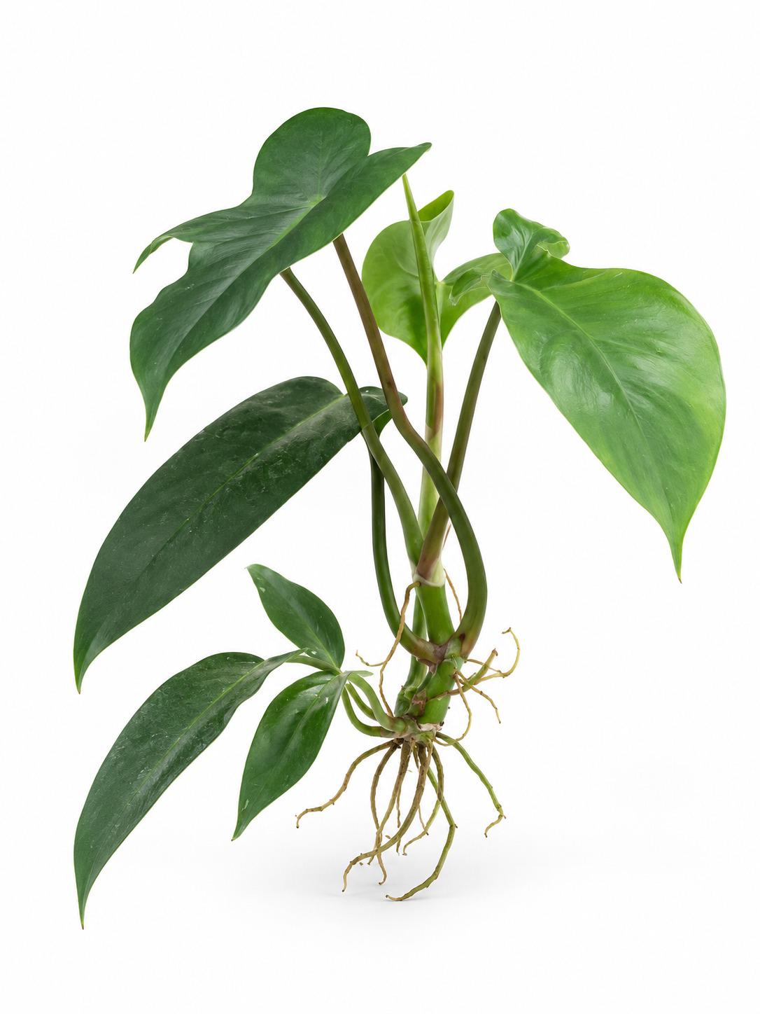 Philodendron 69686 cutting