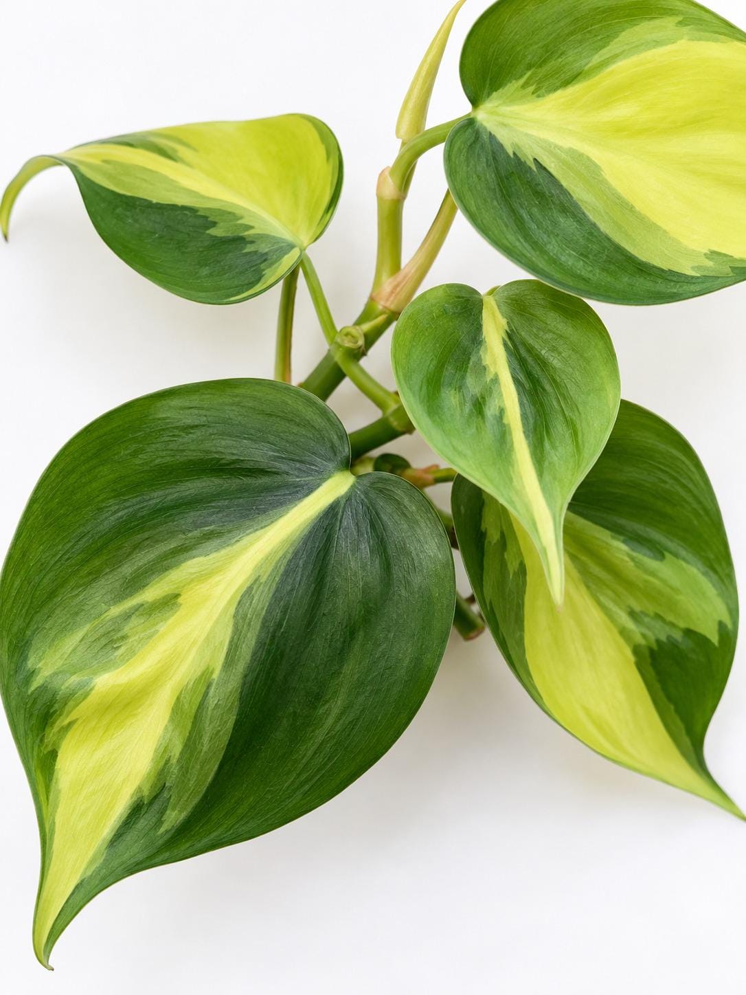 Philodendron Hederaceum Brasil cutting photo 2