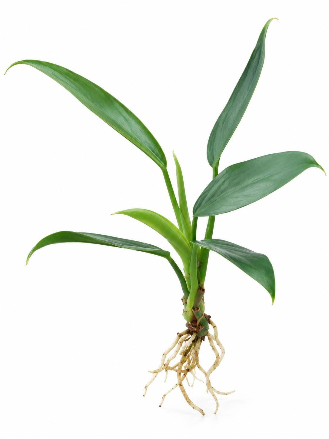 Philodendron Hastatum Narrow cutting