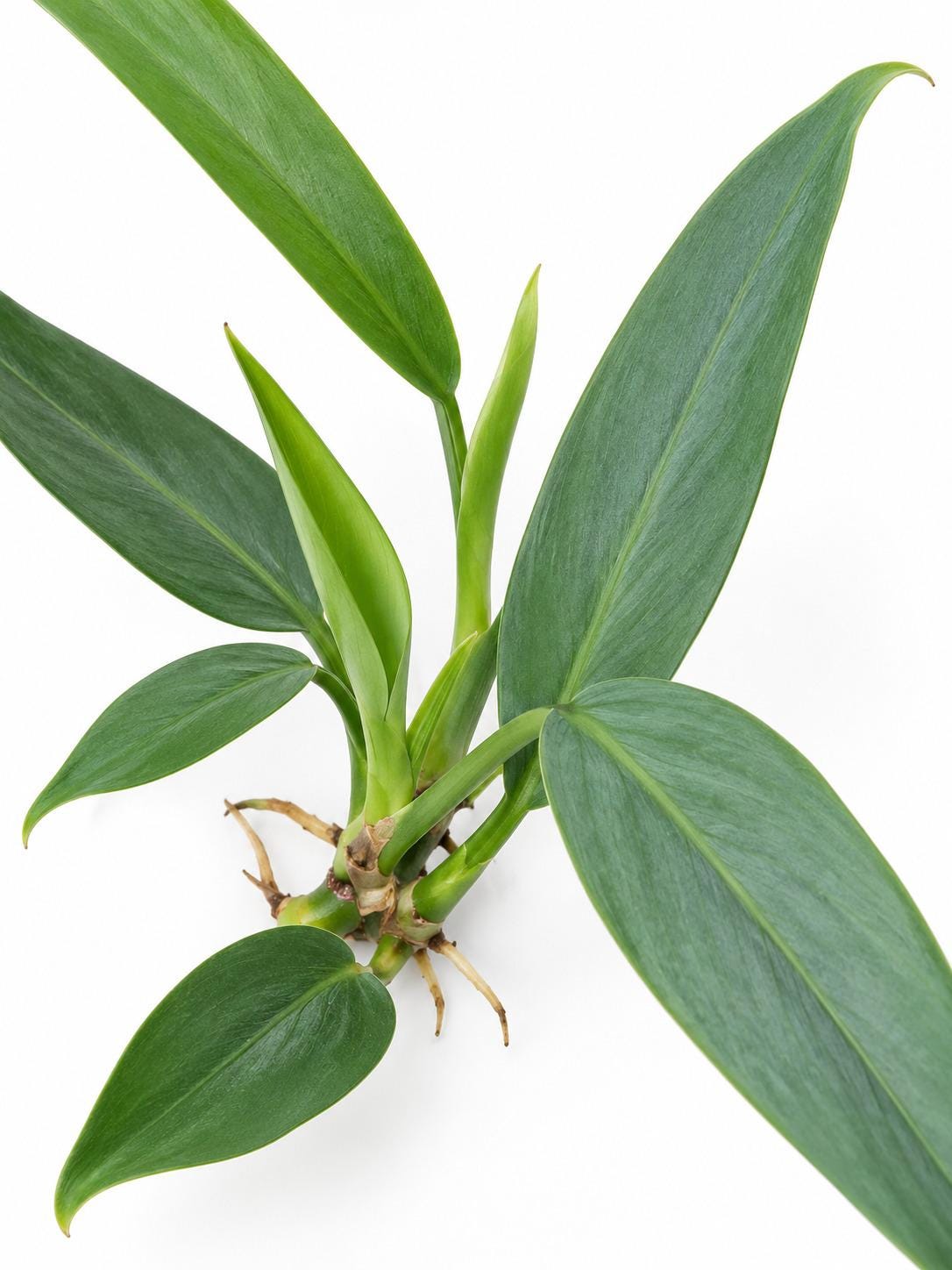 Philodendron Hastatum Narrow cutting photo 2
