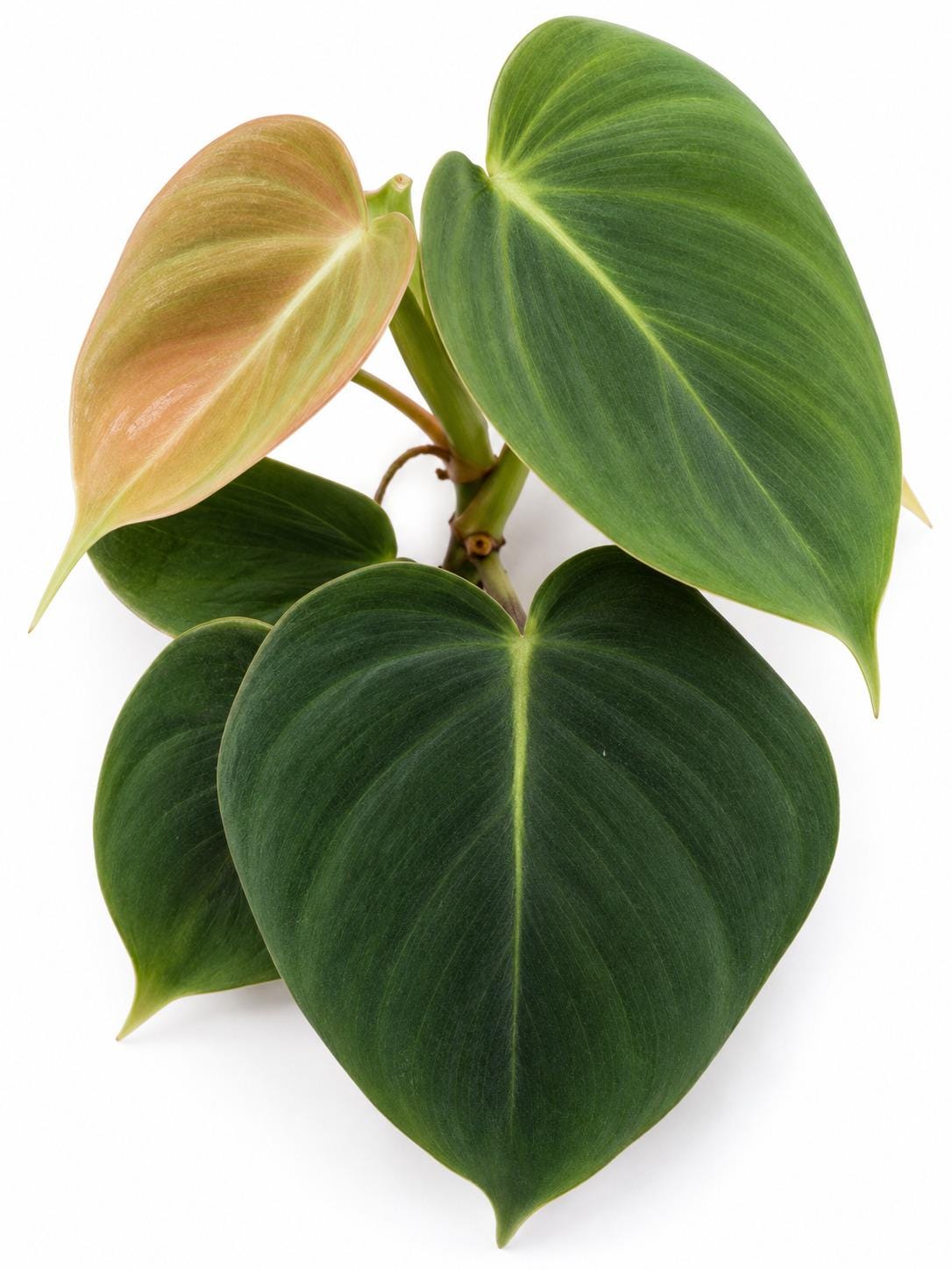 Philodendron Lupinum cutting photo 2