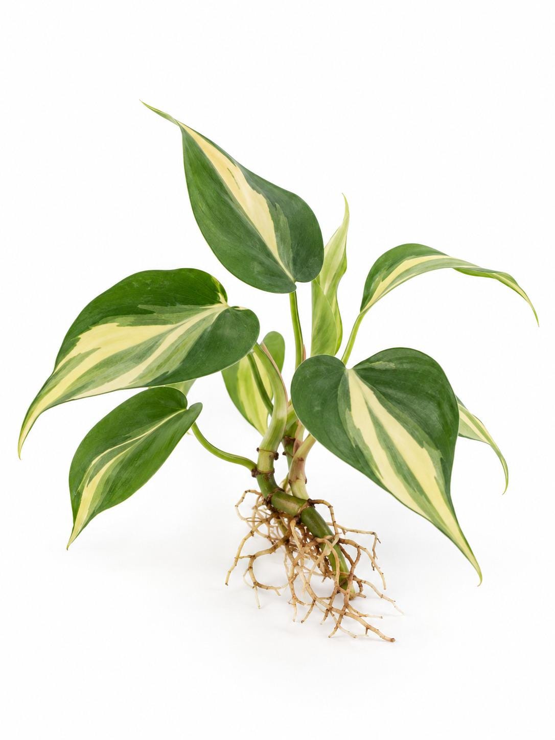 Philodendron Hederaceum Rio cutting