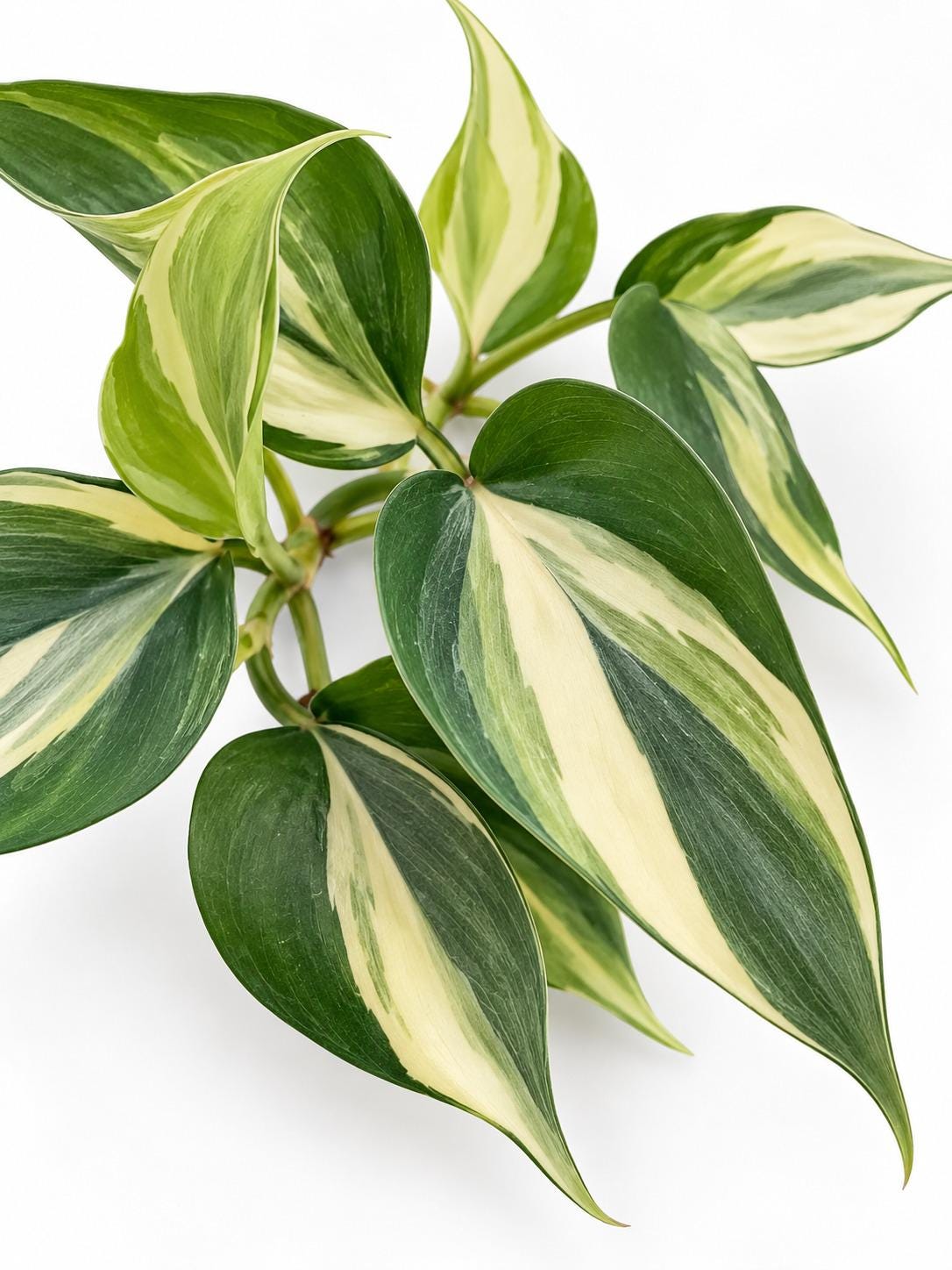 Philodendron Hederaceum Rio cutting photo 2