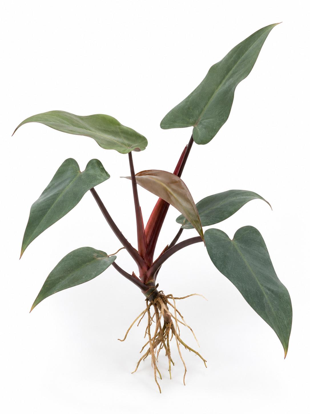 Philodendron Bloody Mary cutting