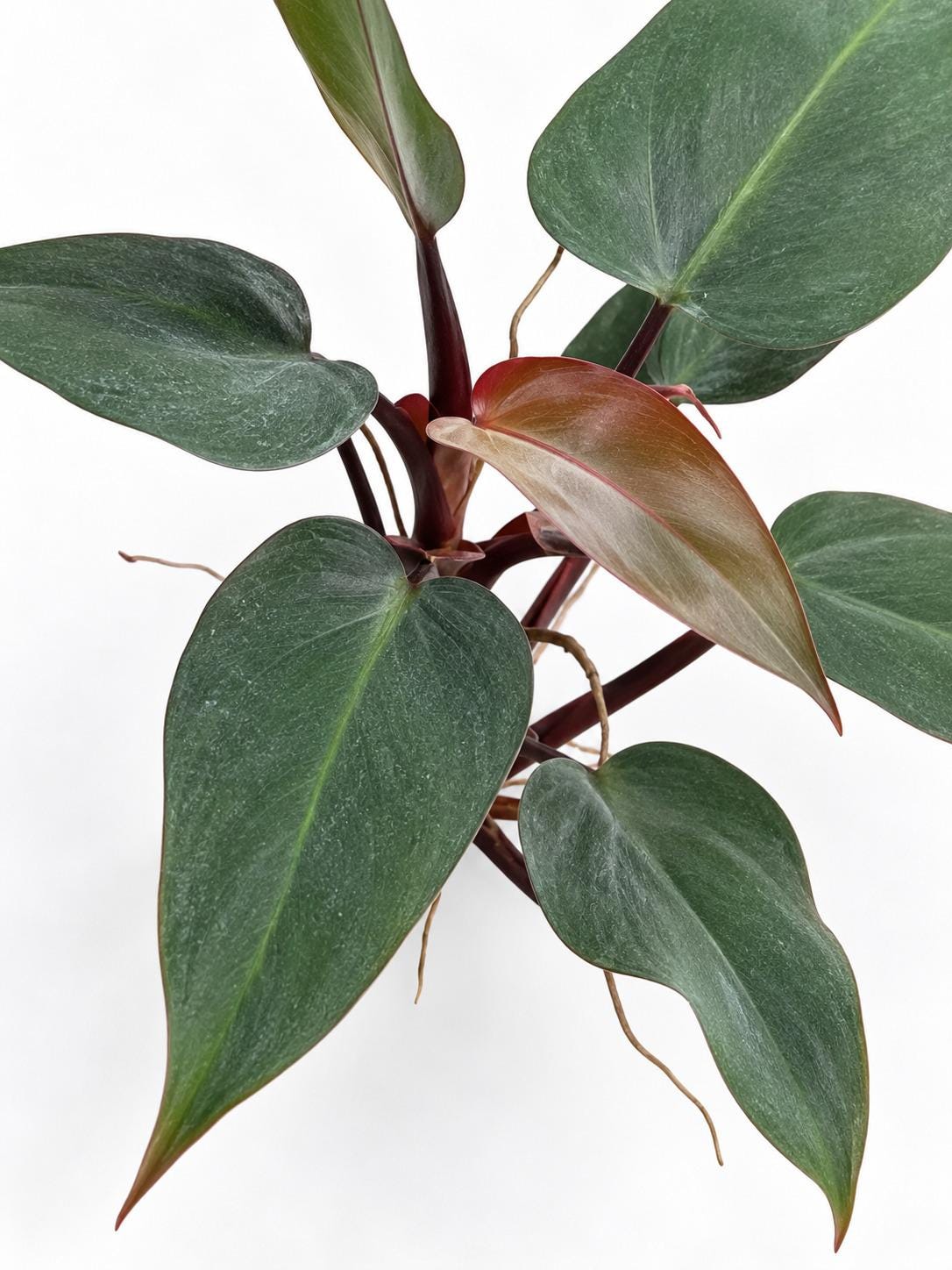 Philodendron Bloody Mary cutting photo 2