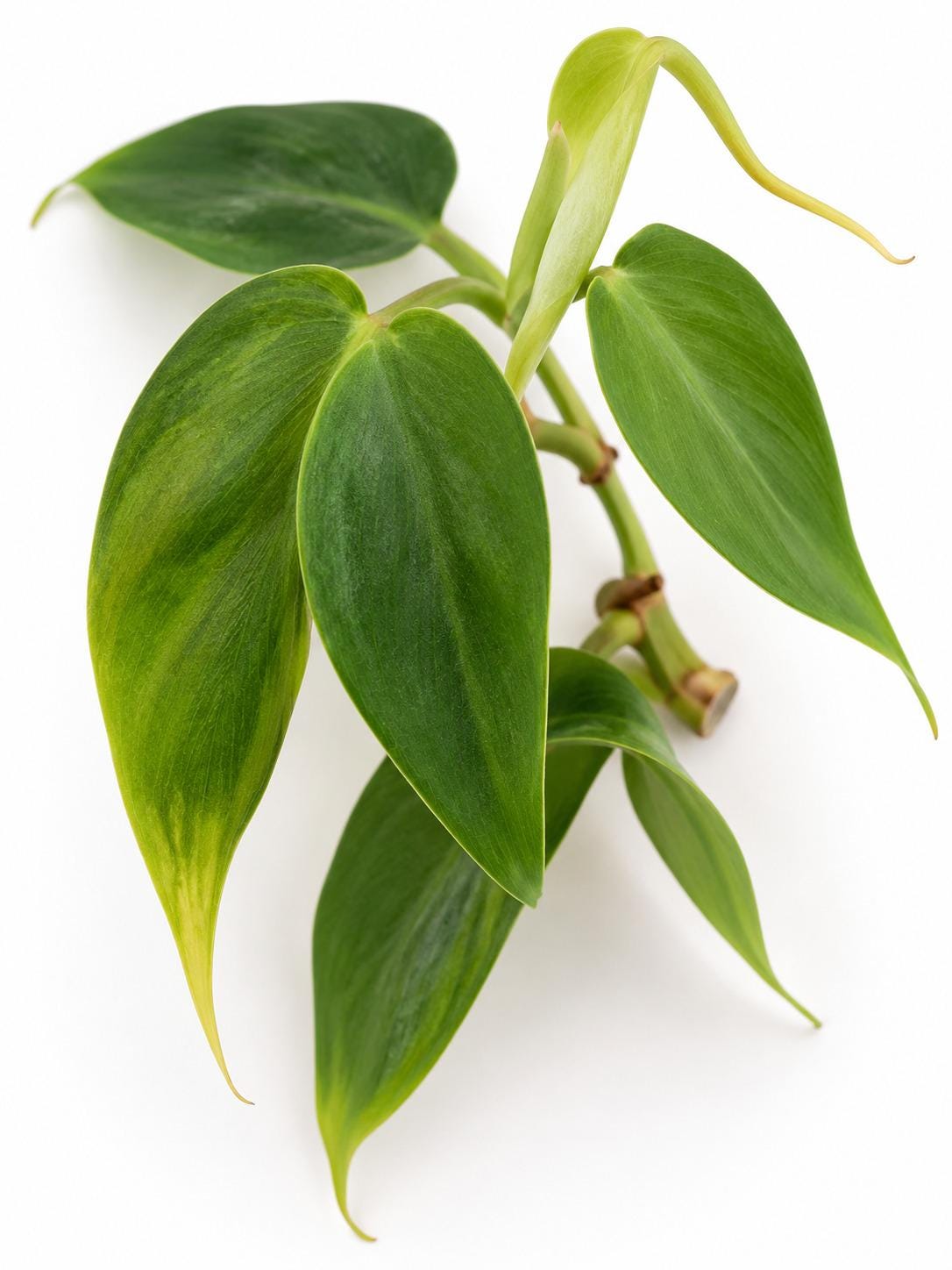 Philodendron Condor cutting photo 2