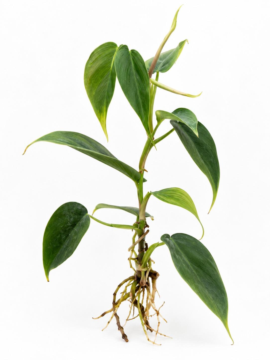 Philodendron Condor cutting