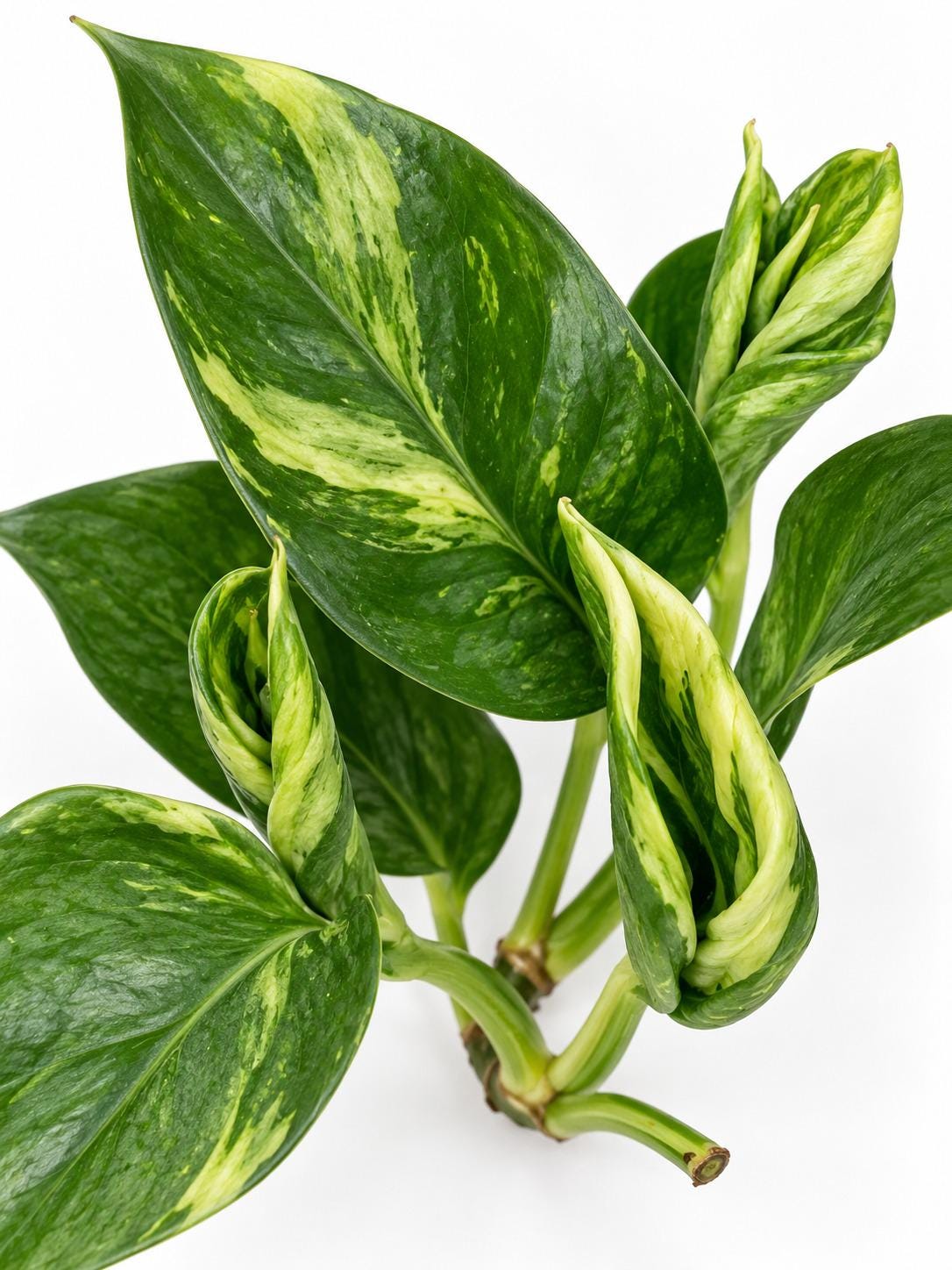 Epipremnum Aureum Shangri Ooh La La cutting photo 2