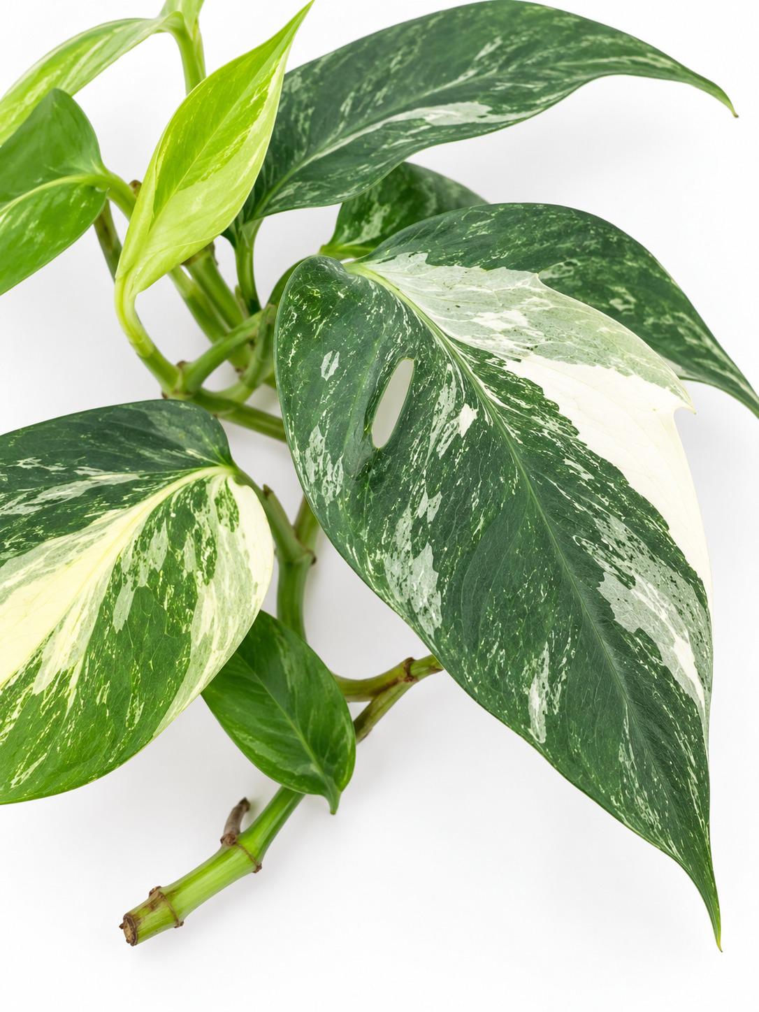 Epipremnum Pinnatum Albo Variegated cutting photo 2