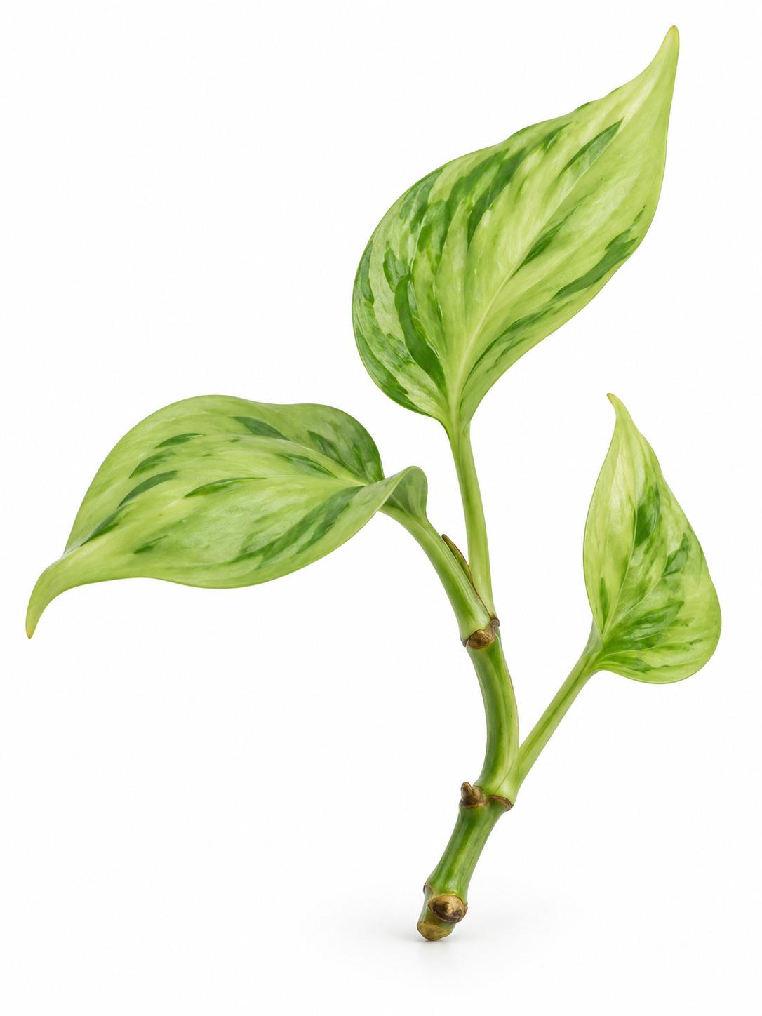 Epipremnum Aureum Champs-Élysées cutting