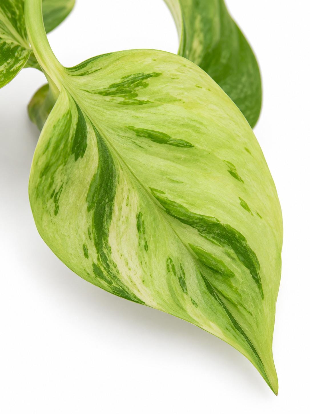 Epipremnum Aureum Champs-Élysées cutting photo 2