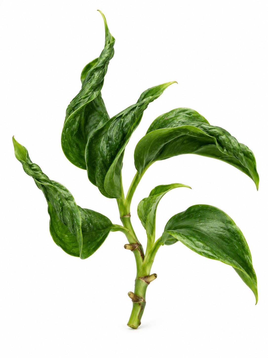 Epipremnum Aureum Shangri La cutting