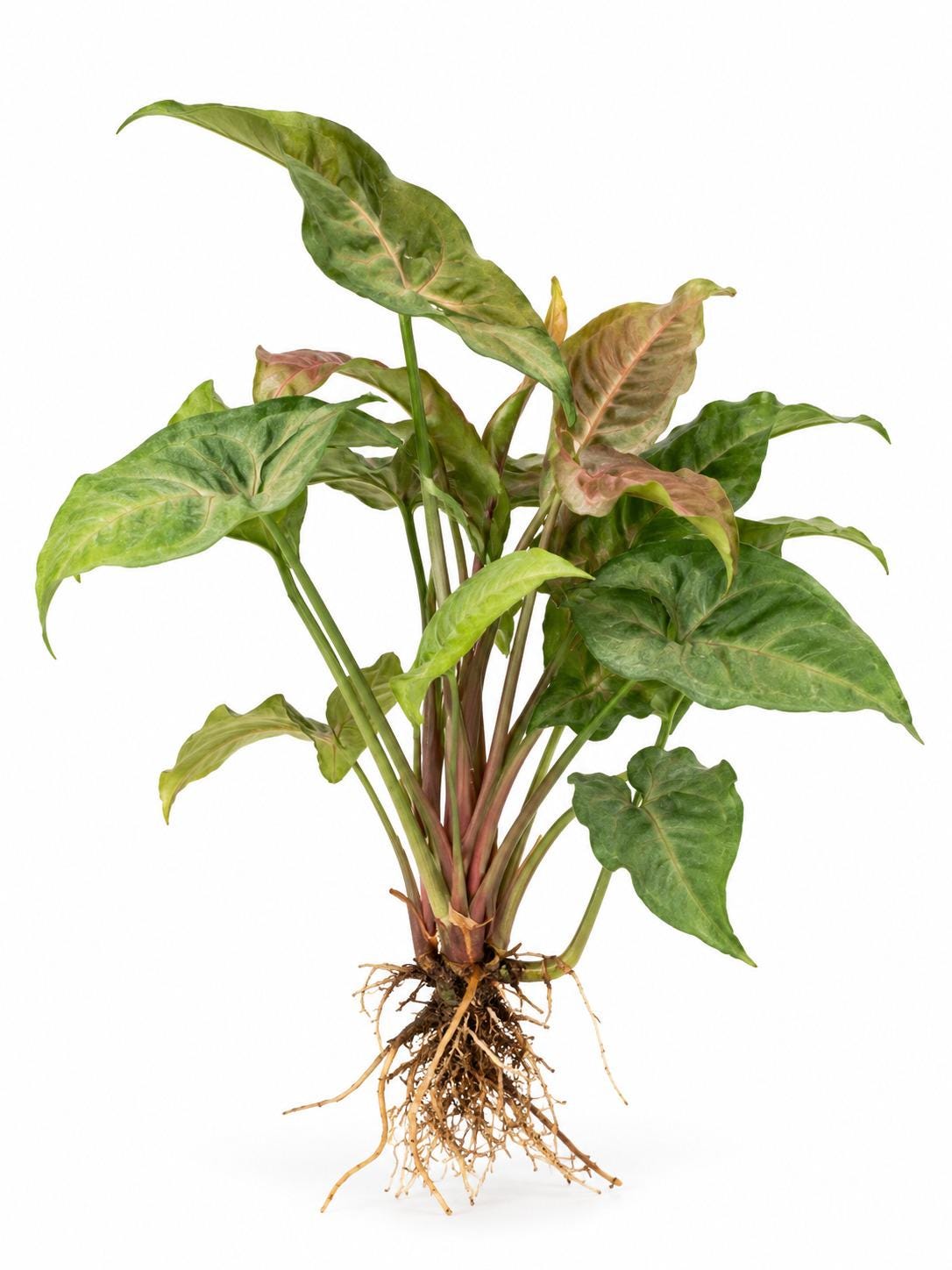 Syngonium Podophyllum Merry Maria cutting