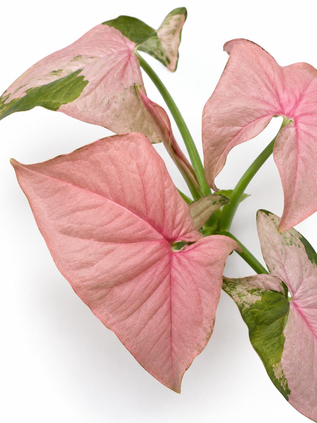 Syngonium Podophyllum Pink Lava cutting photo 2