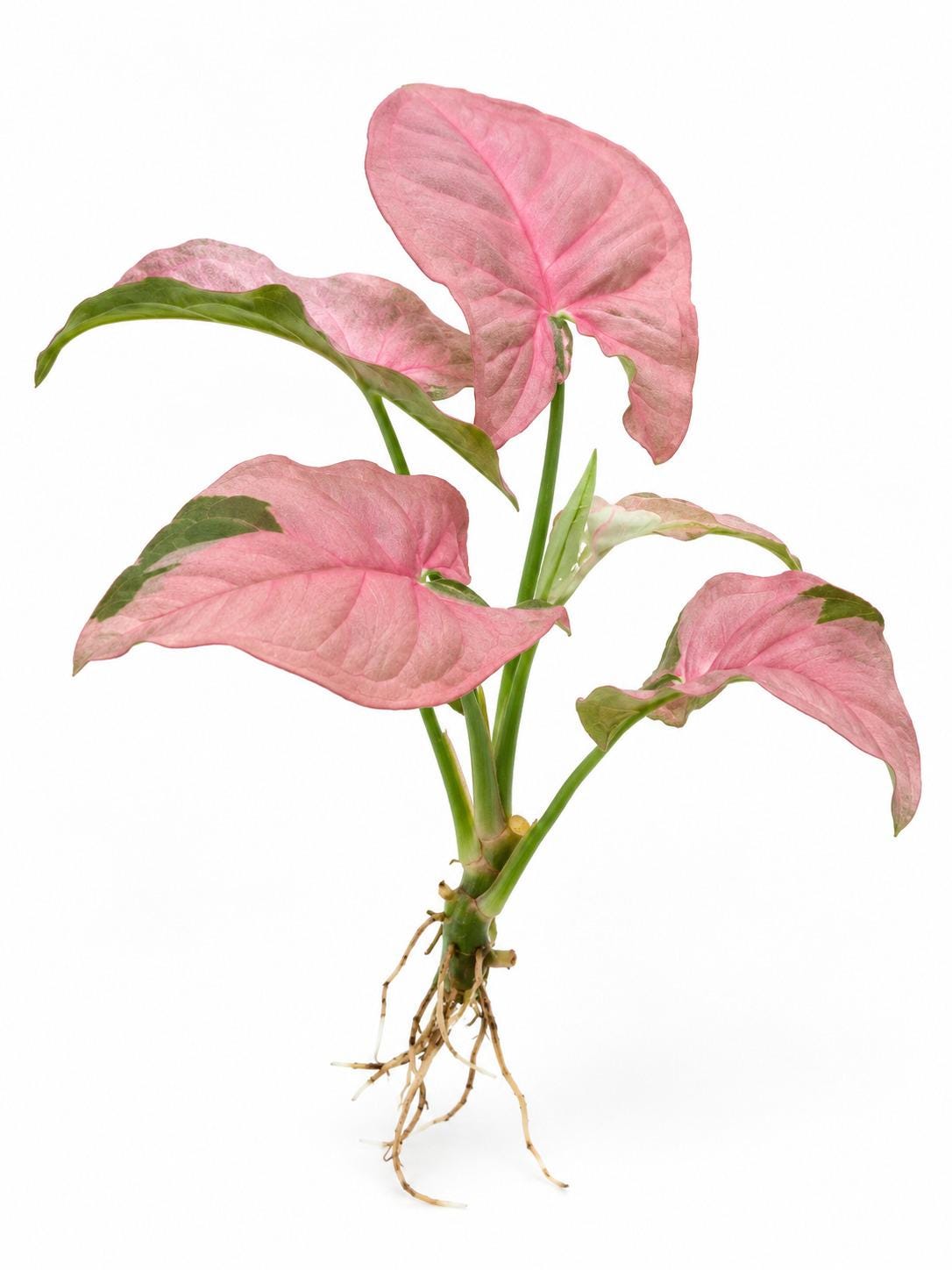 Syngonium Podophyllum Pink Lava cutting