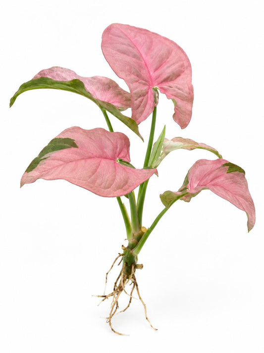 Syngonium Podophyllum Pink Lava Cutting – rare plant for sale