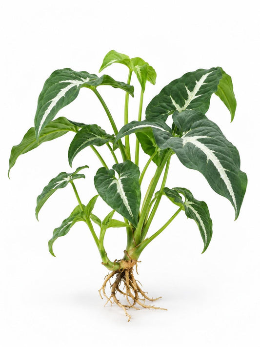 Syngonium Wendlandii Cutting – rare plant for sale
