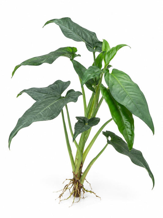 Syngonium Auritum Cutting – rare plant for sale