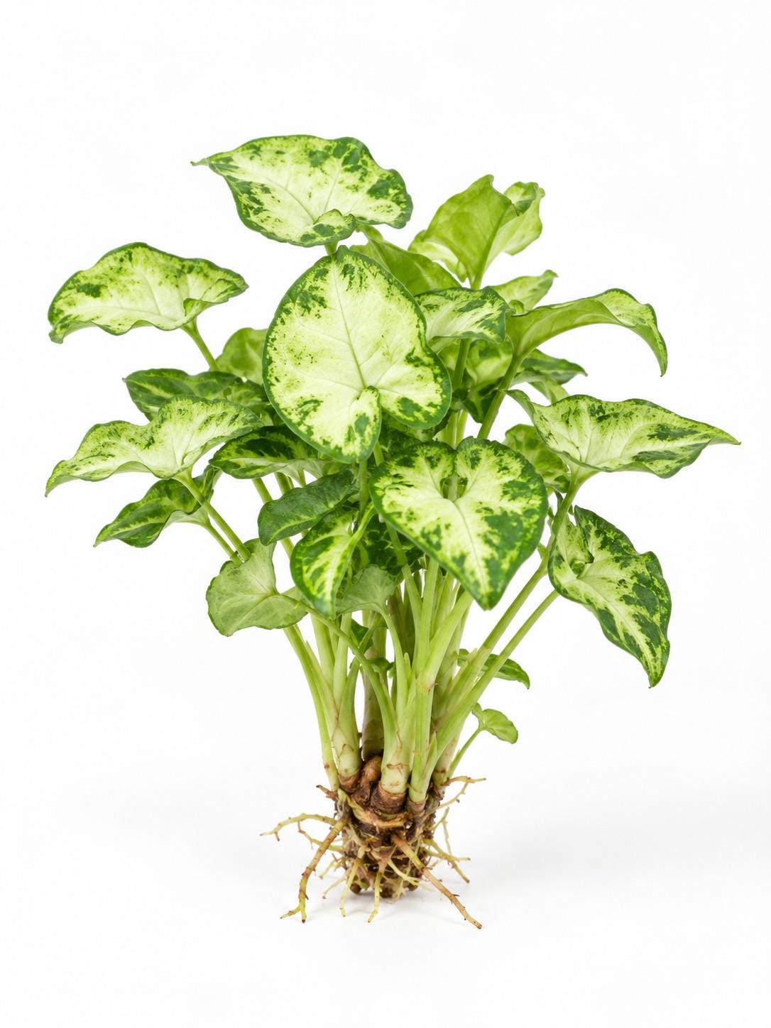 Syngonium Podophyllum Pixie cutting