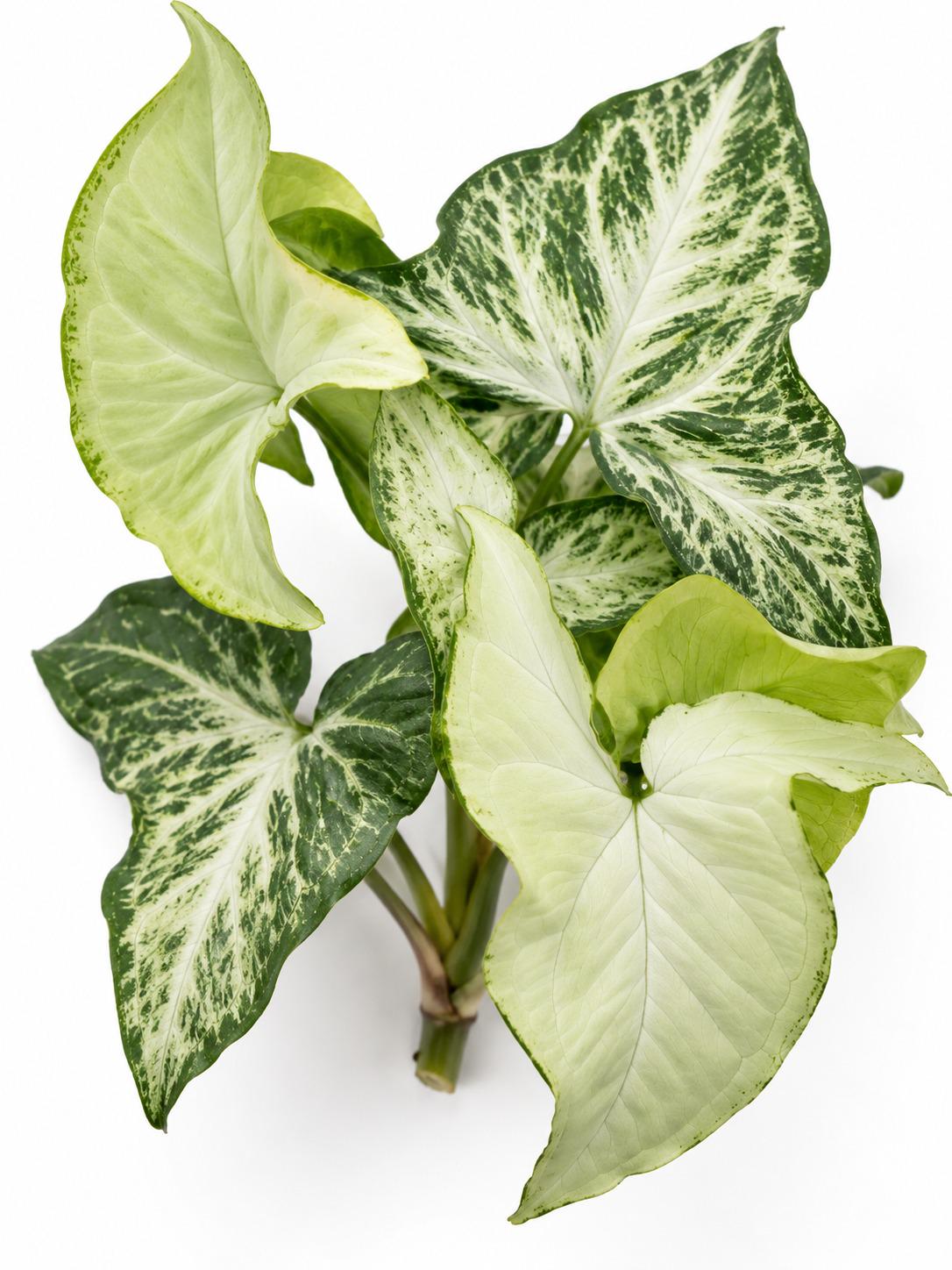 Syngonium Podophyllum Randy cutting photo 2