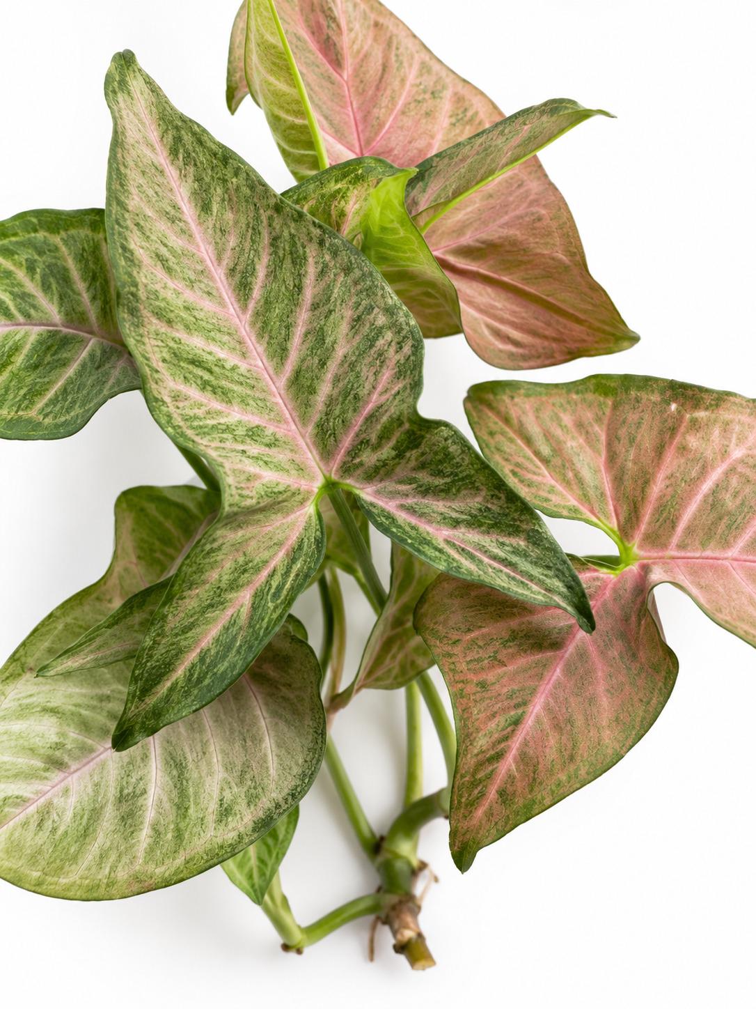 Syngonium Podophyllum Regina Red cutting photo 2