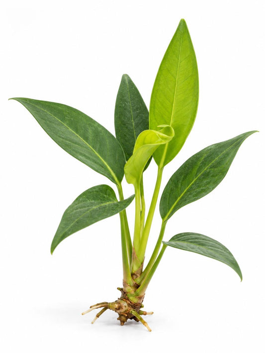 Anthurium Scandens String Of Pearls plant