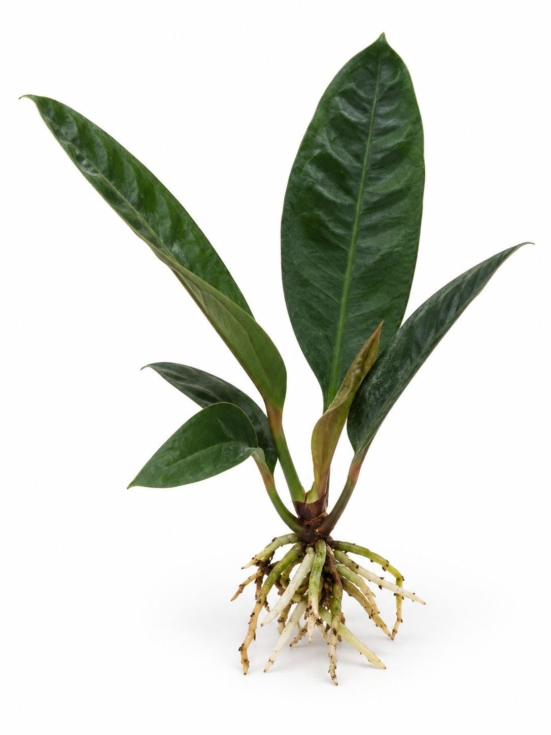 Anthurium Superbum plant