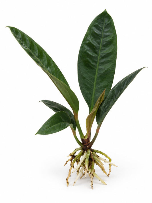 Anthurium Superbum plant