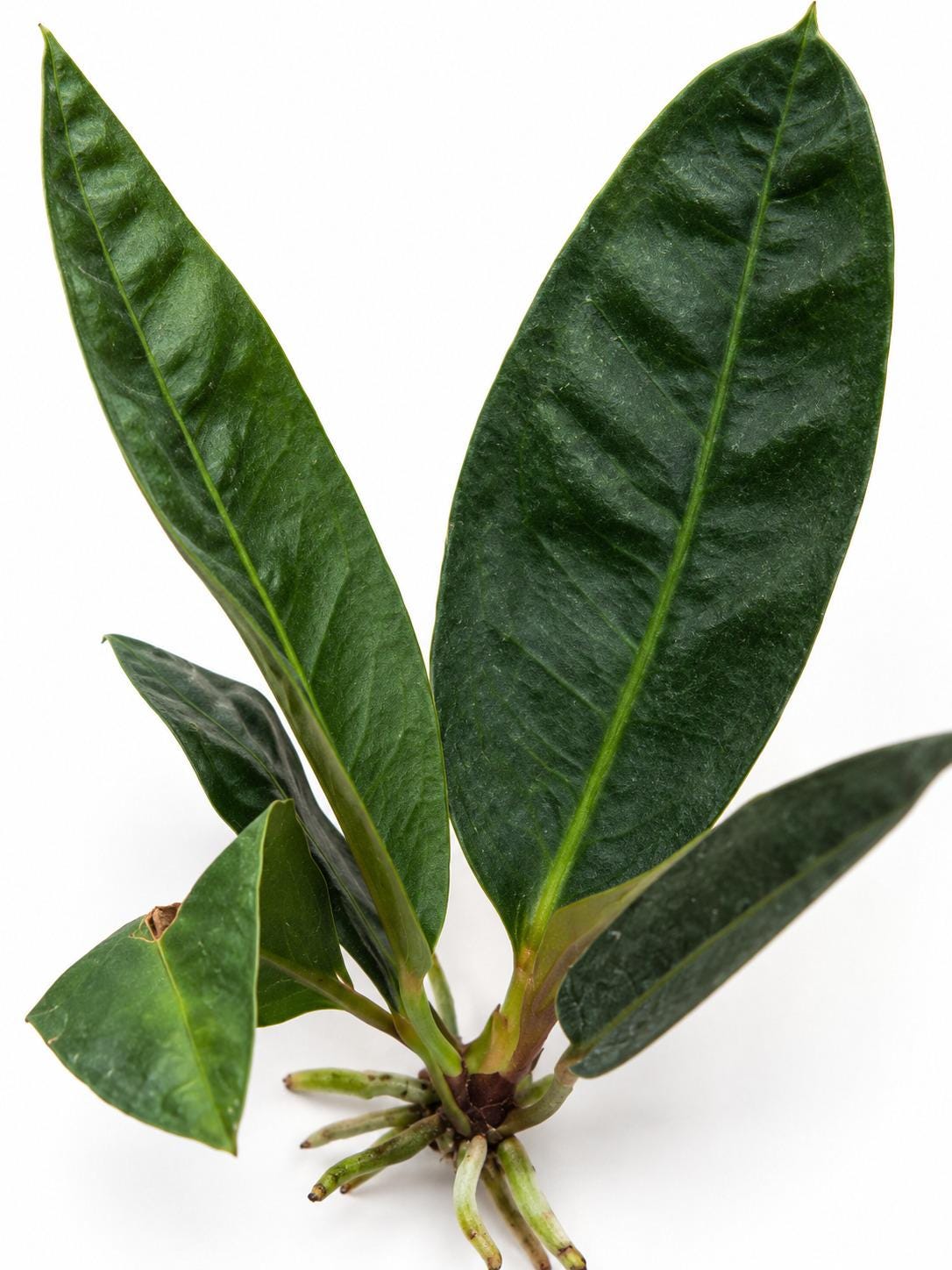 Anthurium Superbum plant photo 2