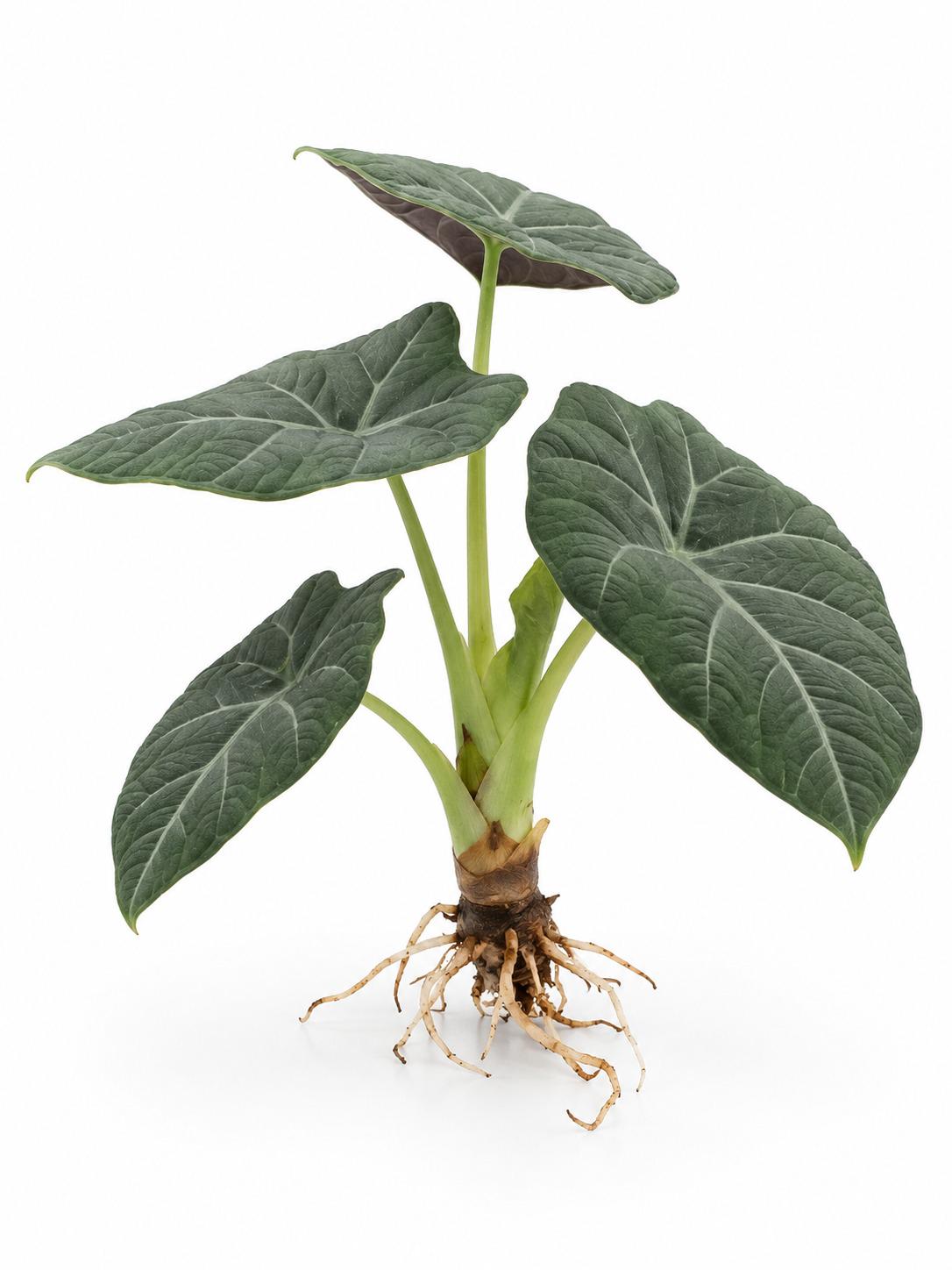 Alocasia Maharani Corm – photo 2