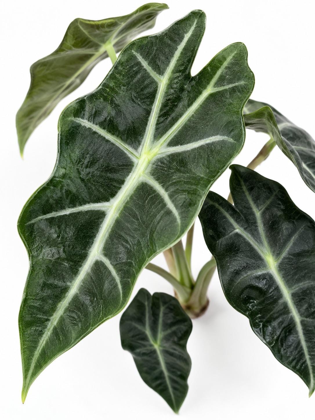 Alocasia Amazonica Polly bulb photo 2
