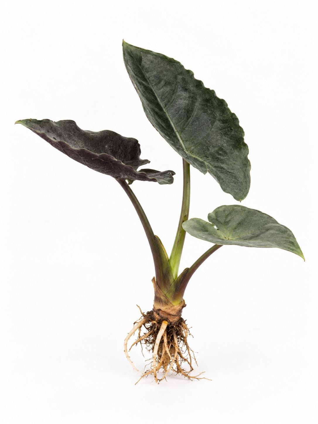 Alocasia Chienlii Antoro Velvet bulb