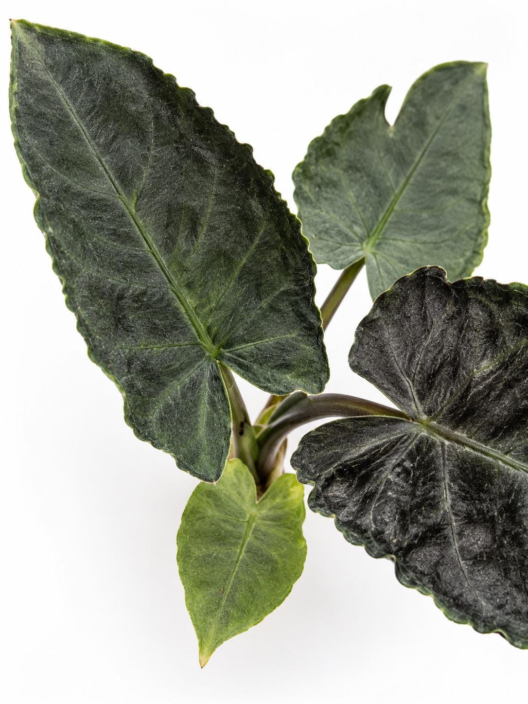 Alocasia Chienlii Antoro Velvet bulb photo 2