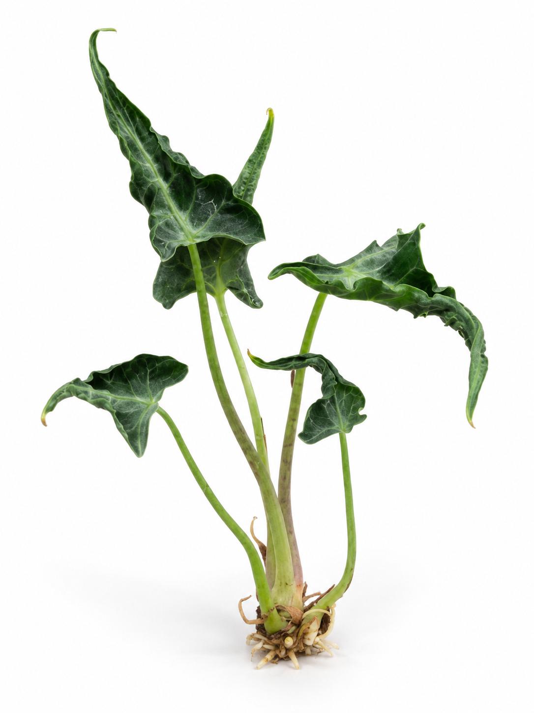 Alocasia Loco bulb