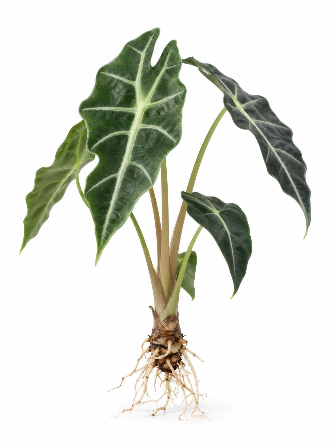 Alocasia Amazonica Polly bulb