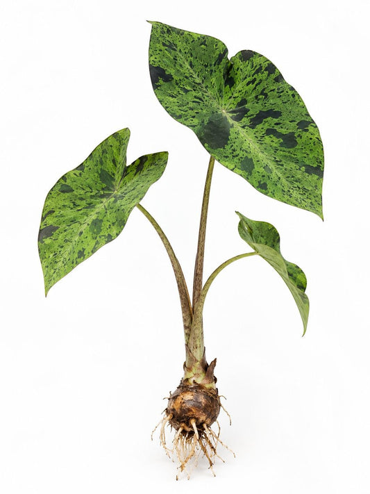 Colocasia Esculenta Mojito bulb